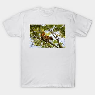 American Red Squirrel T-Shirt